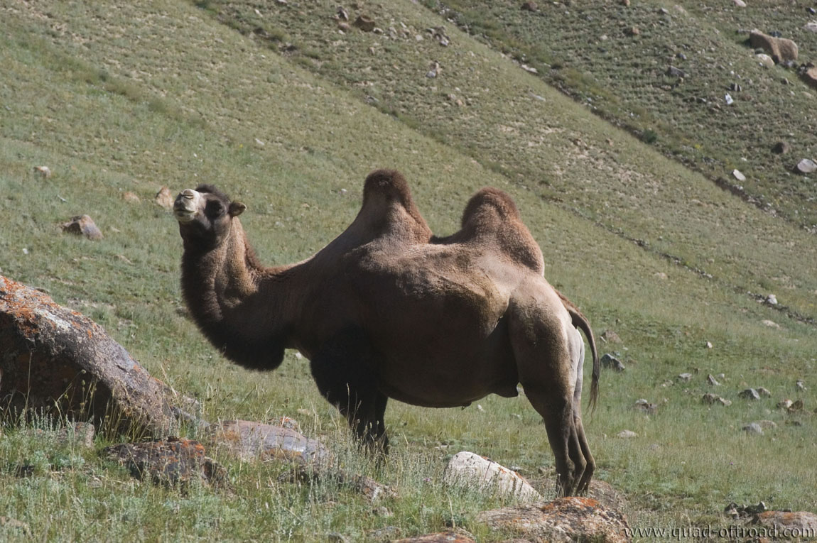 Kyrgyz Camel