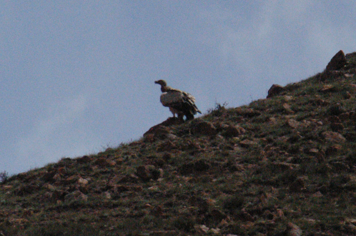 Goose Vulture (Gyps fulvus)